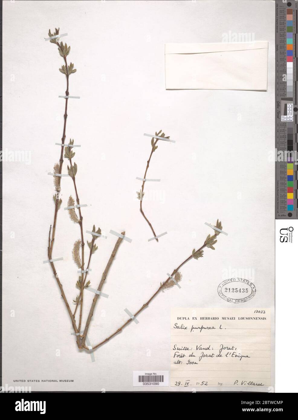 Salix purpurea L. Stock Photo