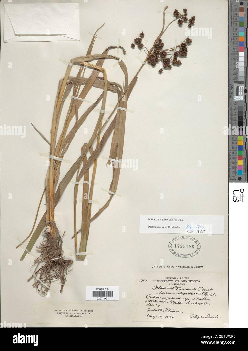 Scirpus atrovirens Willd. Stock Photo