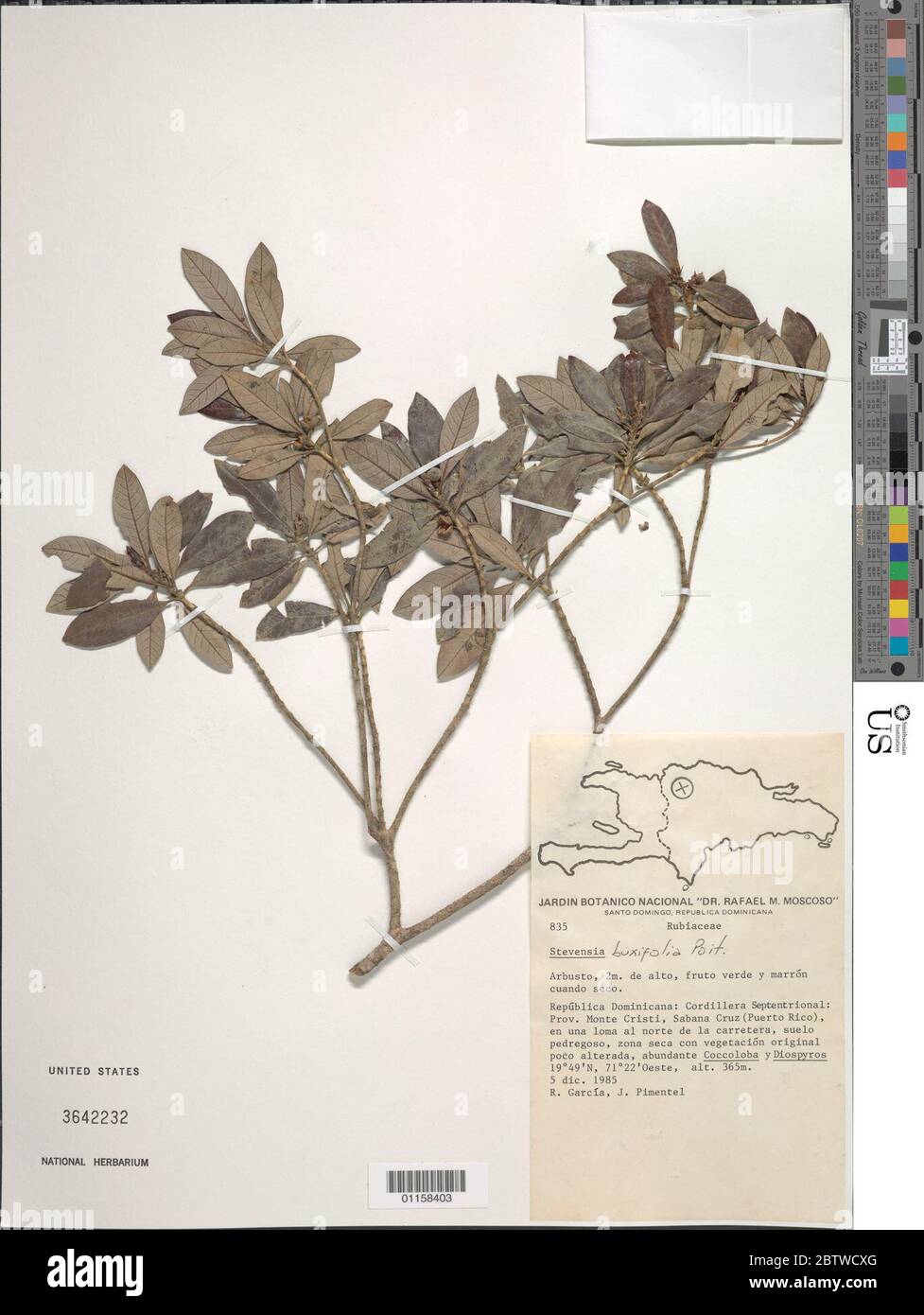 Stevensia buxifolia Poit. Stock Photo