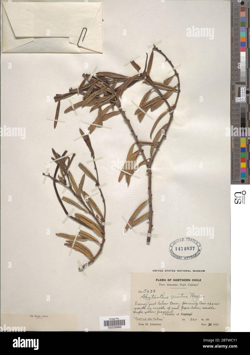 Skytanthus acutus Meyen. Stock Photo