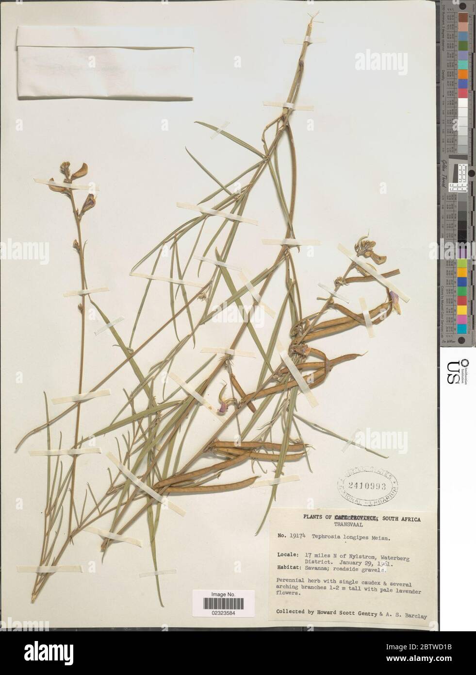 Tephrosia longipes Meisn. Stock Photo