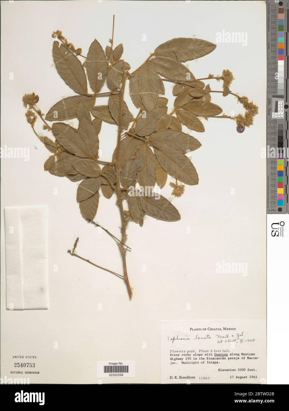 Tephrosia lanata M Martens Galeotti. Stock Photo