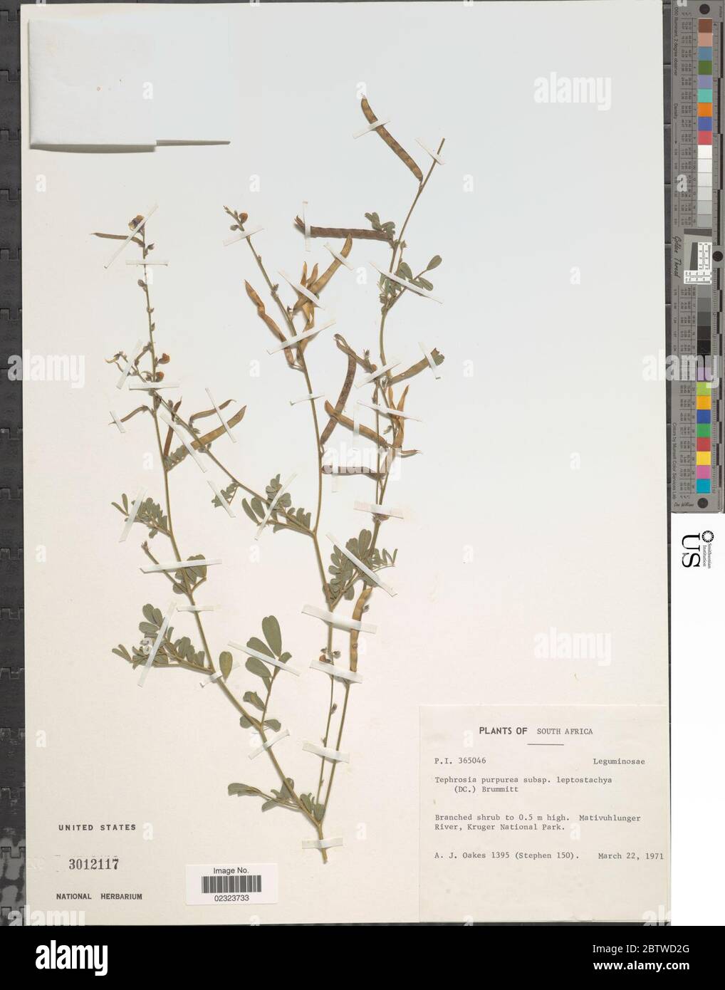Tephrosia purpurea L Pers. Stock Photo