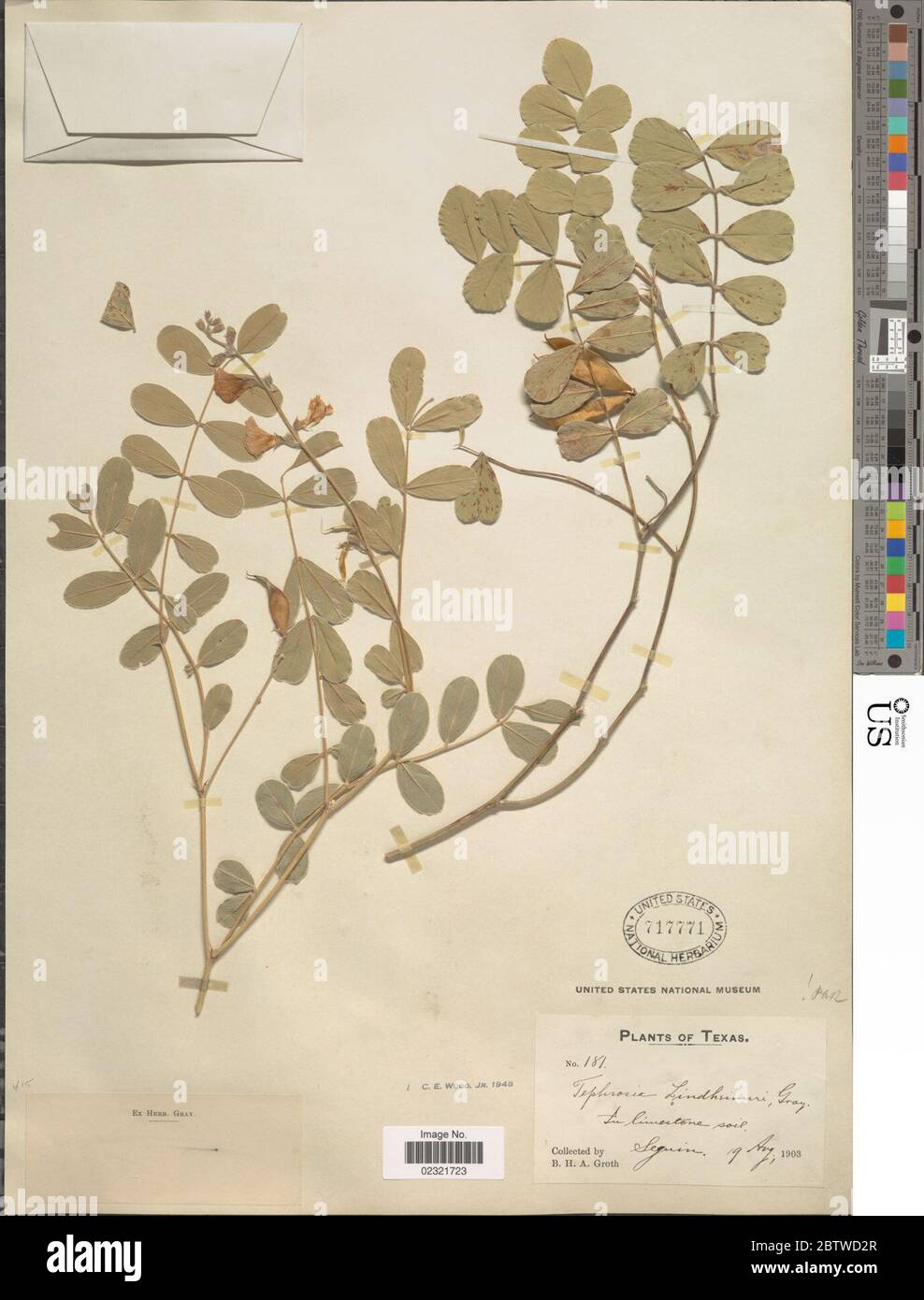 Tephrosia lindheimeri A Gray. Stock Photo