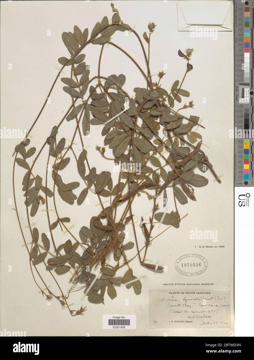 Tephrosia spicata Walter Torr A Gray. Stock Photo