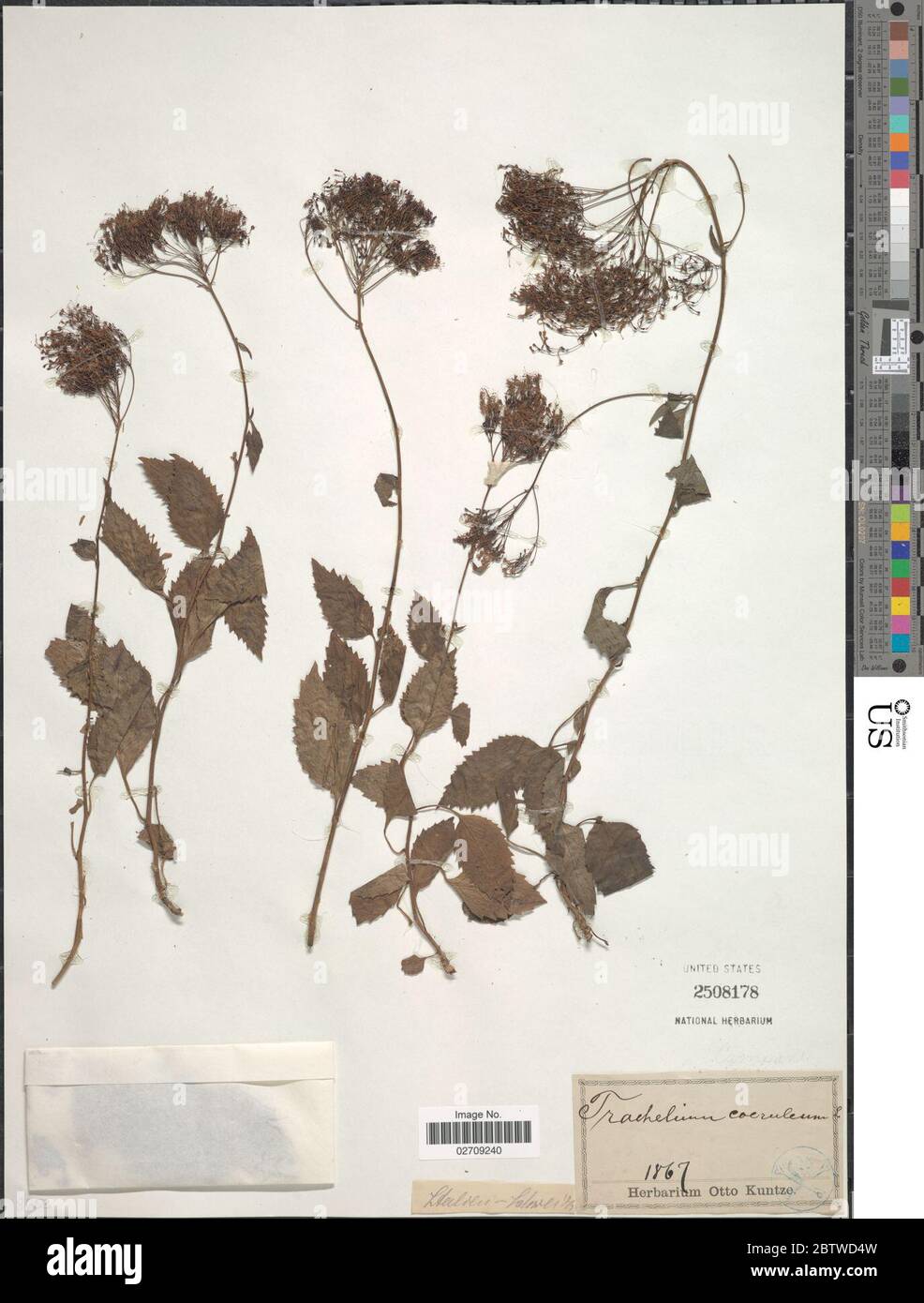 Trachelium caeruleum L. Stock Photo