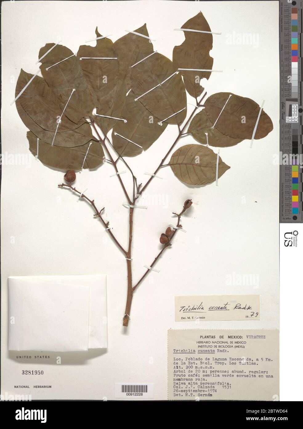 Trichilia cuneata Radlk. Stock Photo