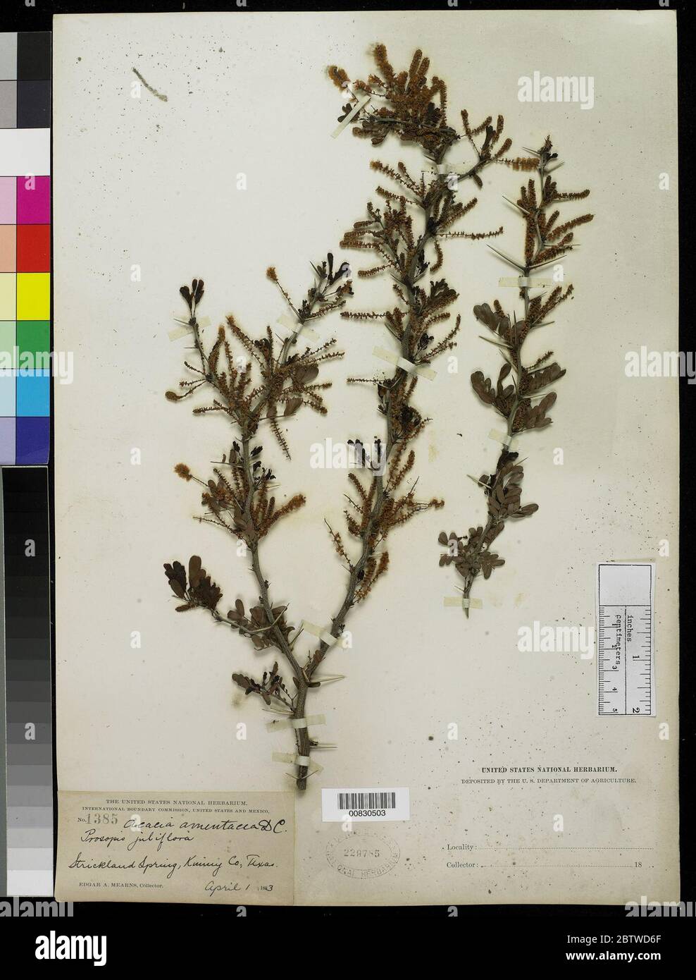 Vachellia rigidula Benth Seigler Ebinger. Stock Photo