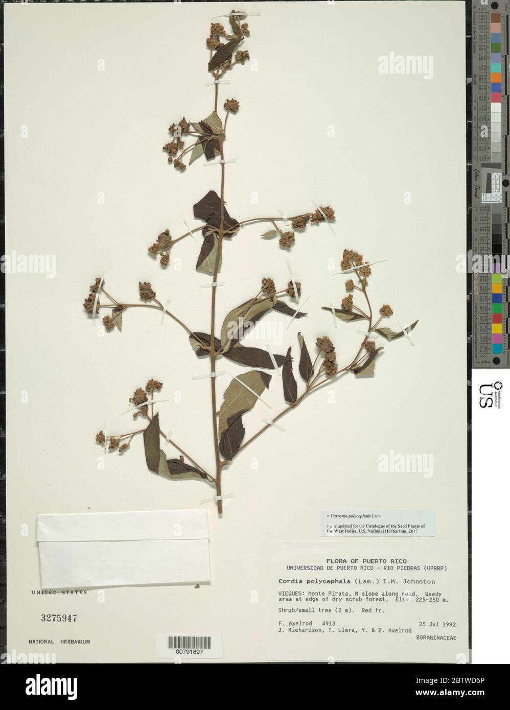 Varronia polycephala Lam. Stock Photo