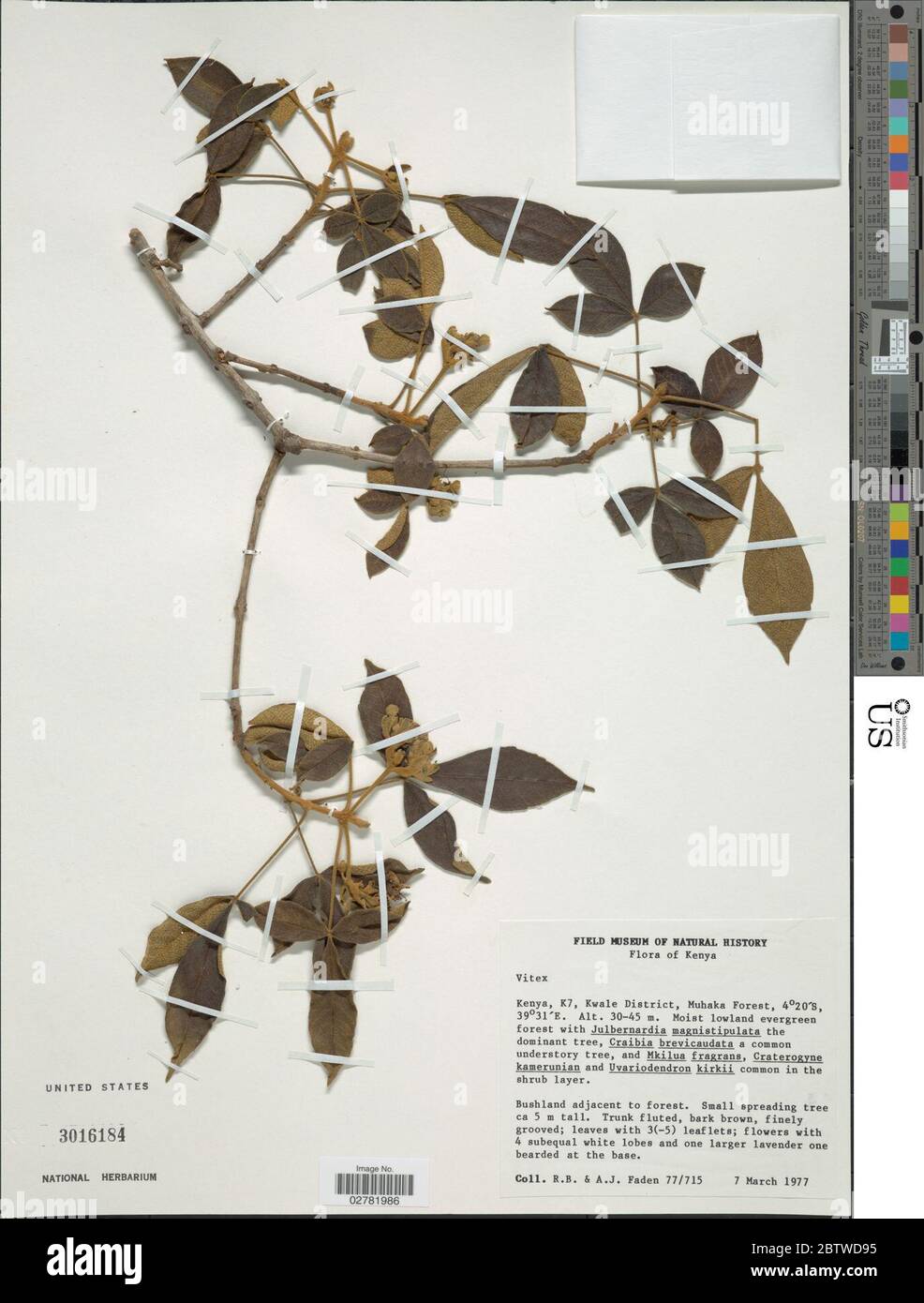 Vitex vitex sp hi-res stock photography and images - Alamy