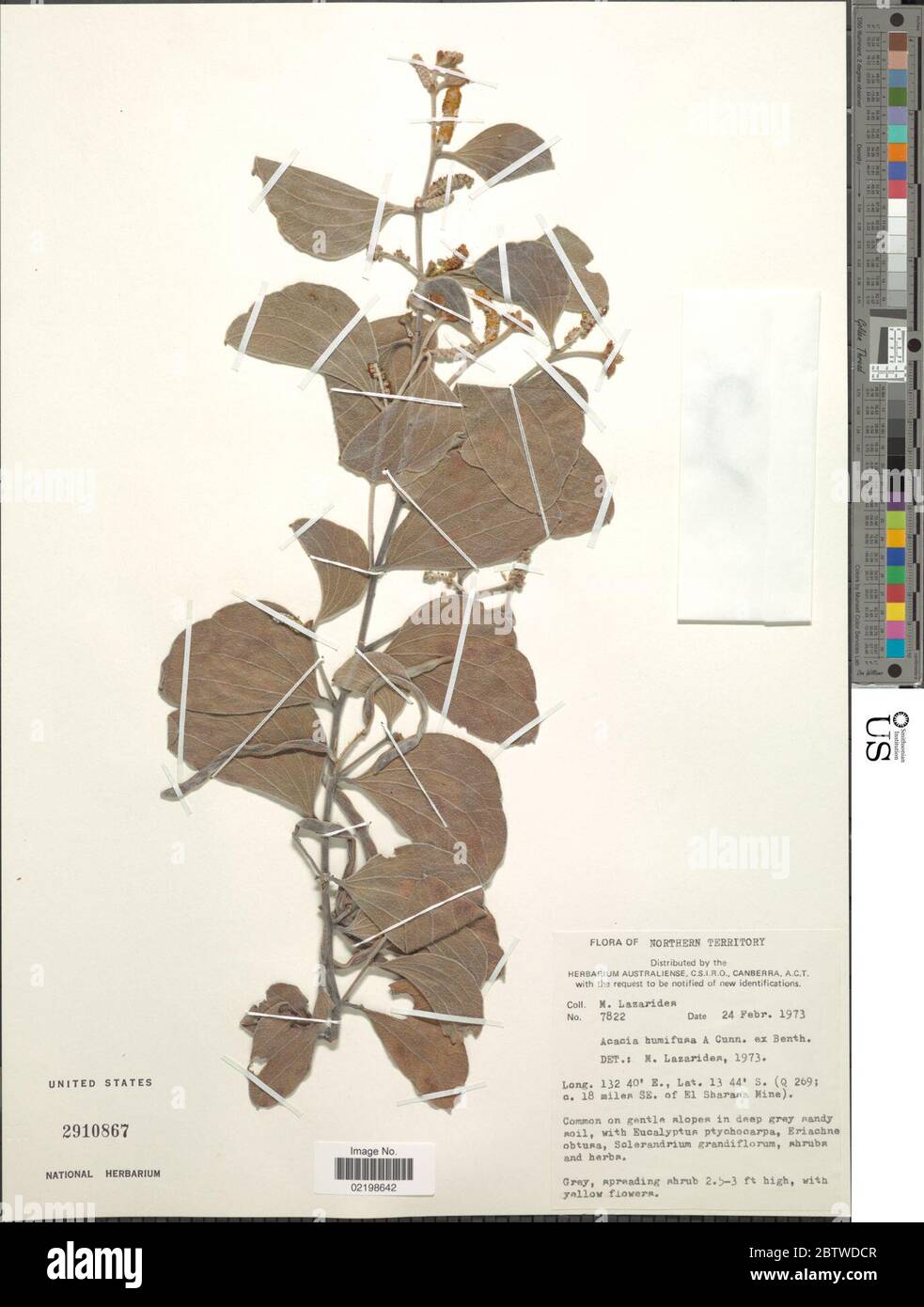 Acacia humifusa Benth. Stock Photo