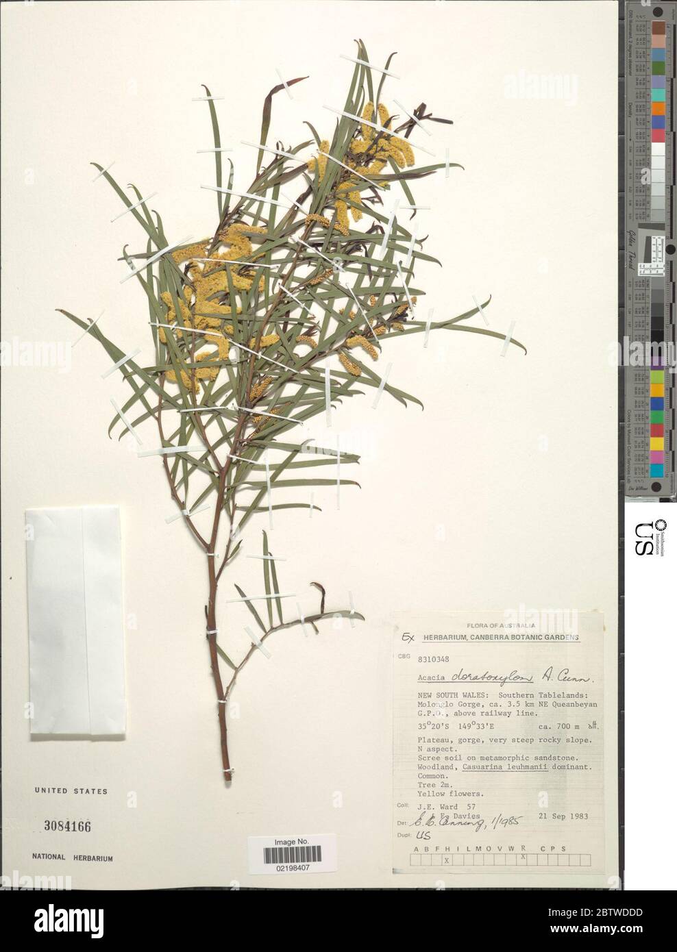 Acacia doratoxylon. Stock Photo