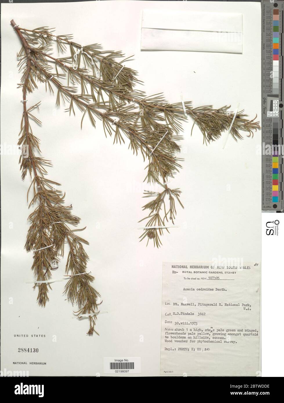 Acacia cedroides Benth. Stock Photo