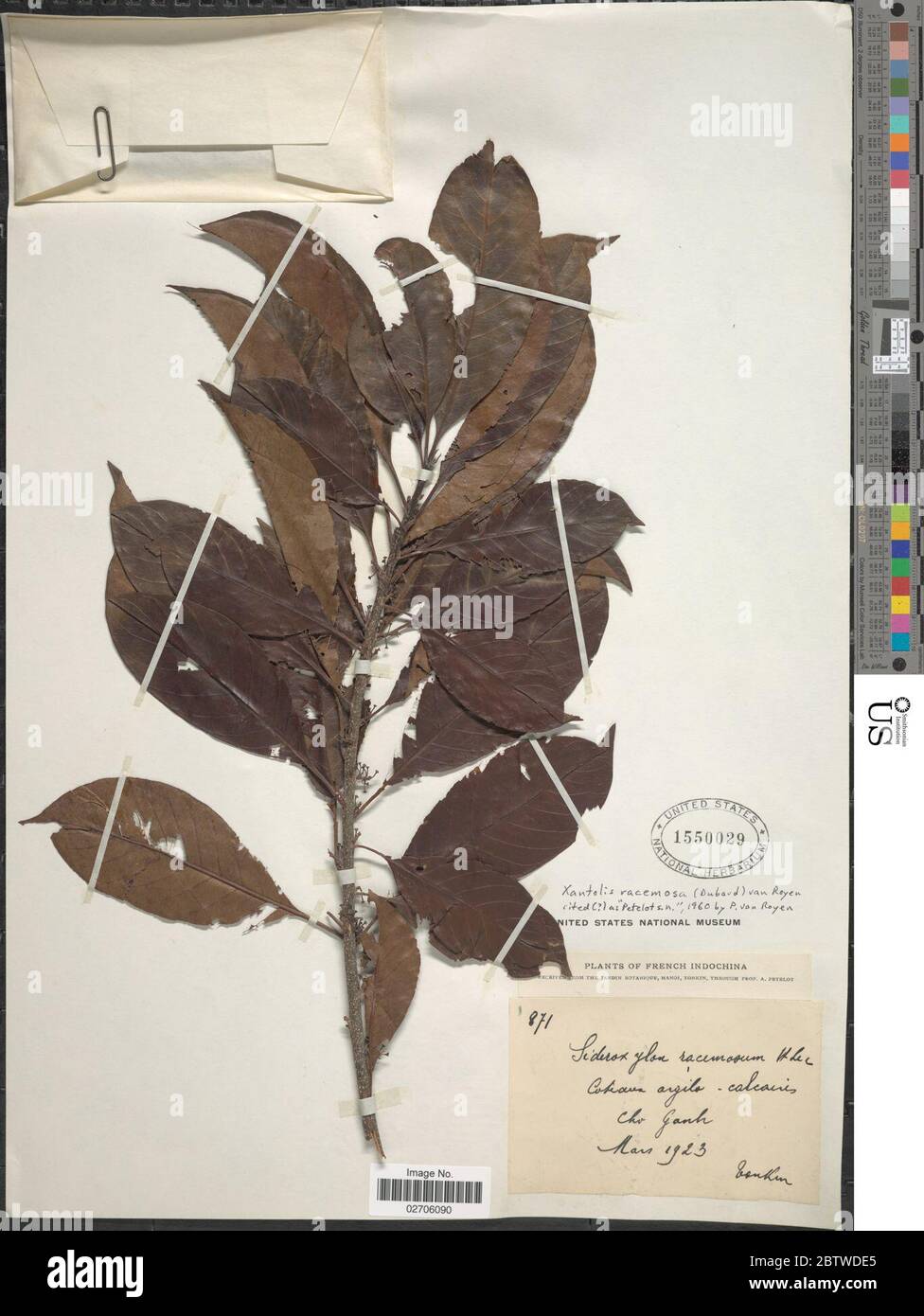 Xantolis racemosa Dubard P Royen. Stock Photo