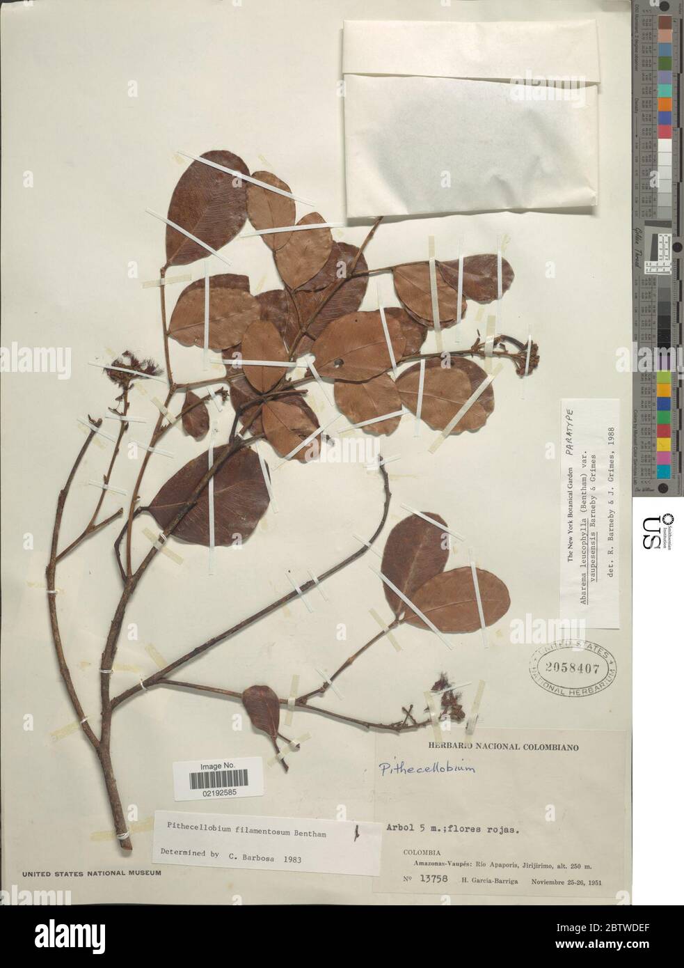 Abarema leucophylla Benth Barneby JW Grimes. Stock Photo
