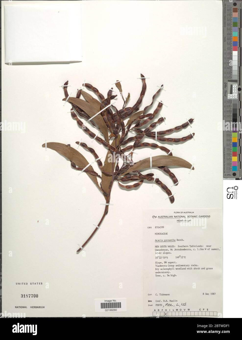 Acacia pycnantha Benth. Stock Photo