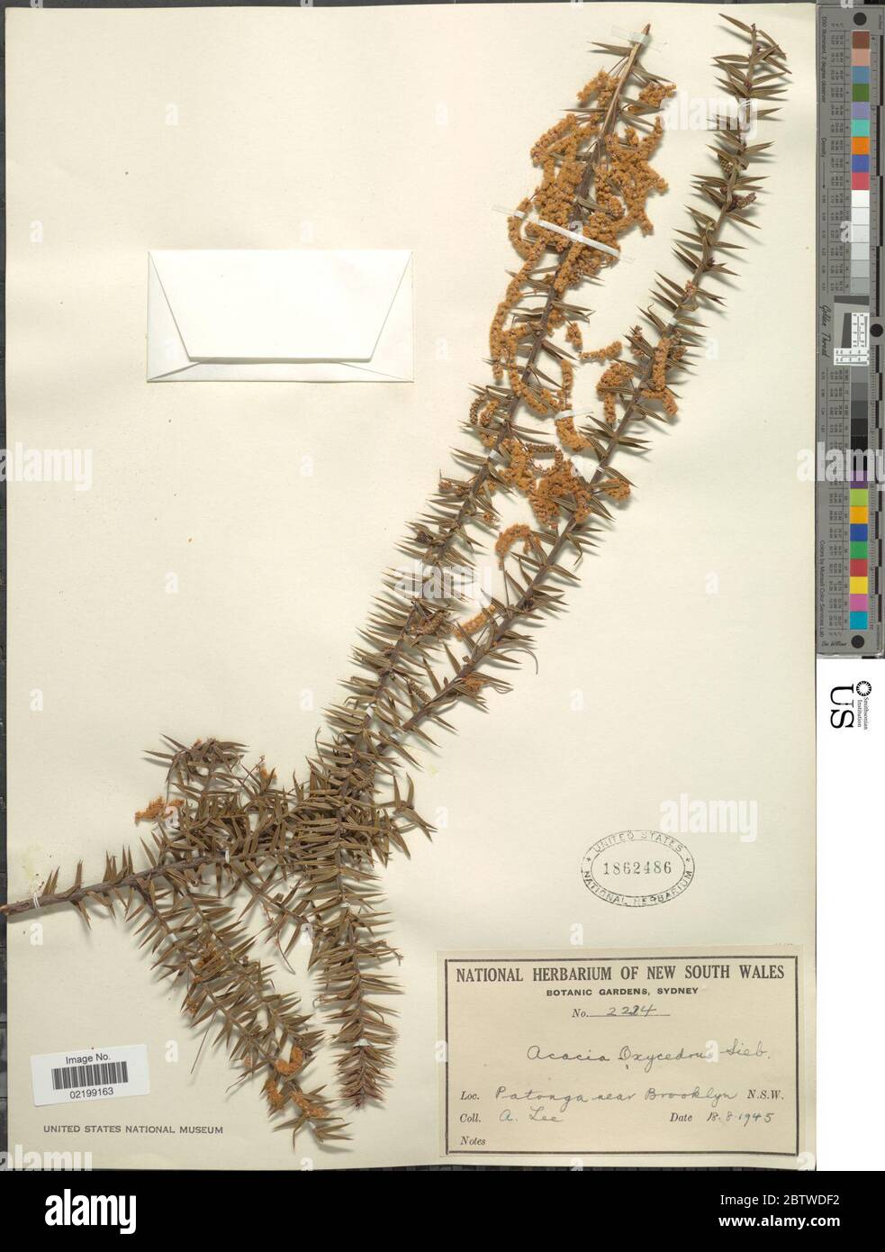 Acacia oxycedrus. Stock Photo