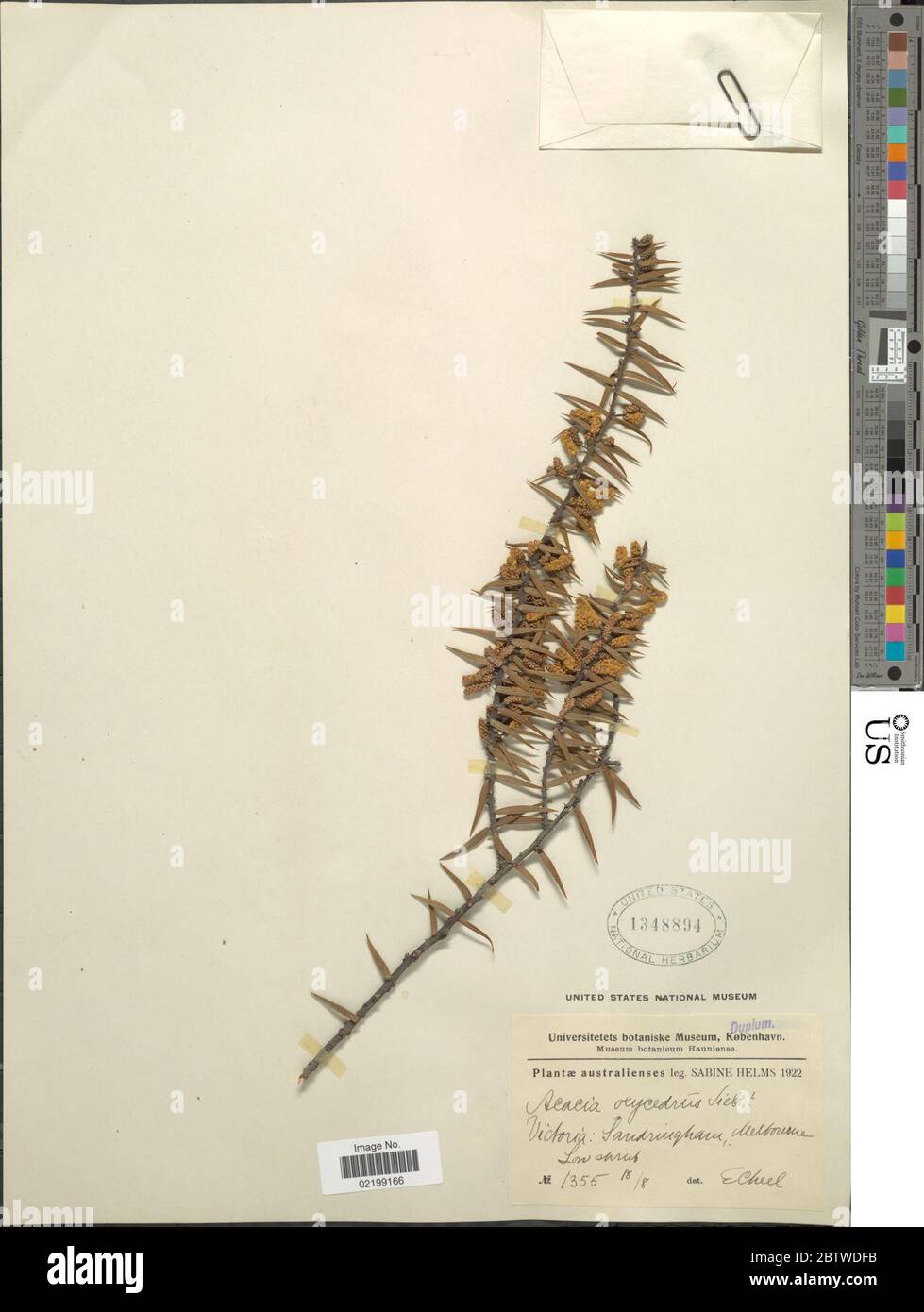 Acacia oxycedrus. Stock Photo