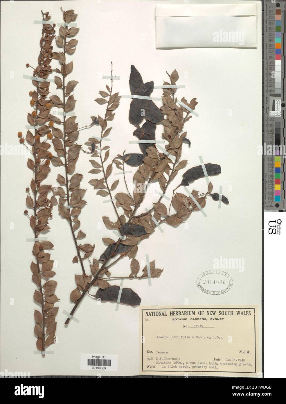 Acacia uncinata Lindl. Stock Photo
