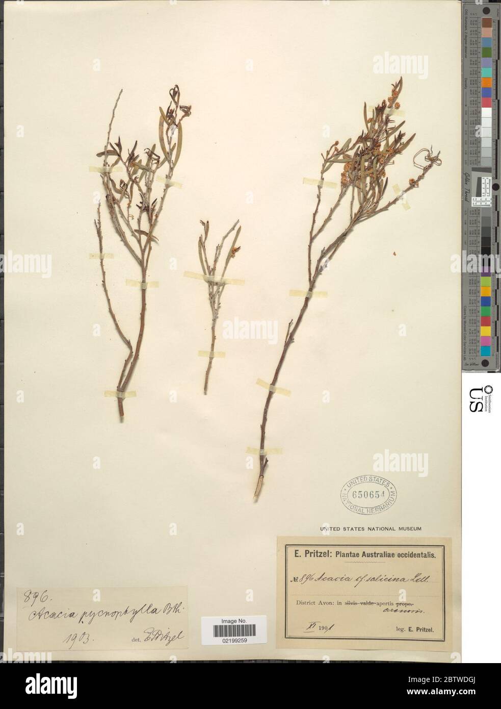 Acacia pycnophylla Benth. Stock Photo