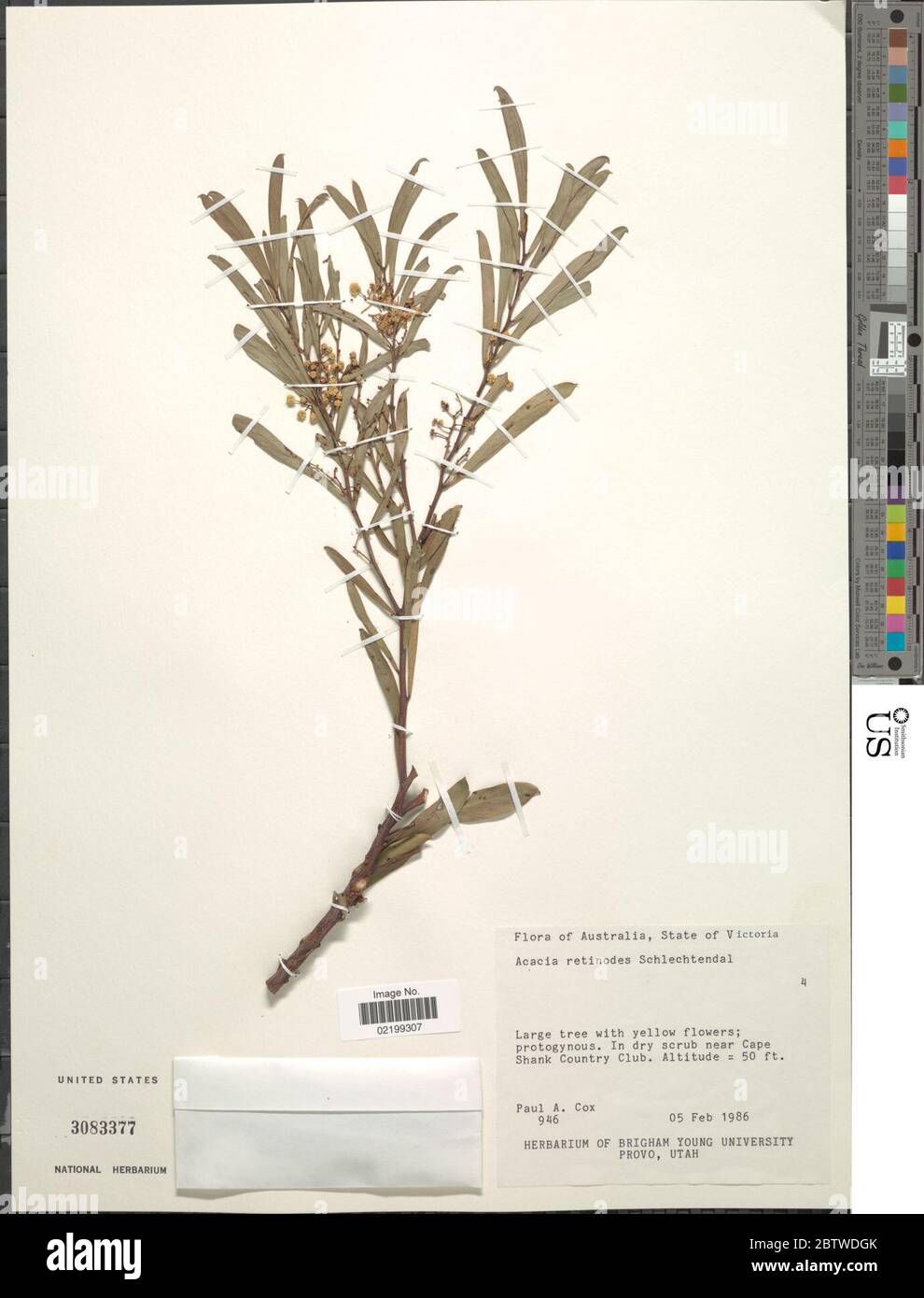 Acacia retinodes Schltdl. Stock Photo