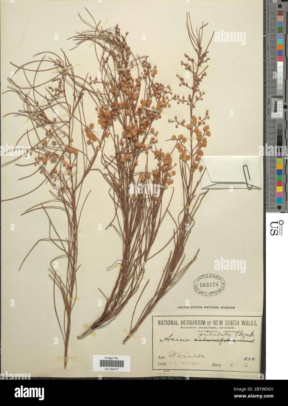 Acacia subulata. Stock Photo
