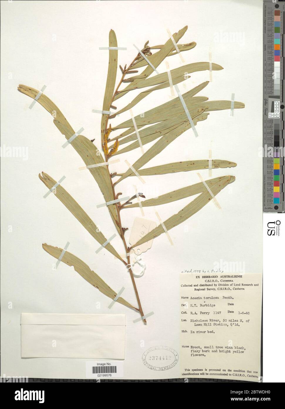 Acacia torulosa Benth. Stock Photo