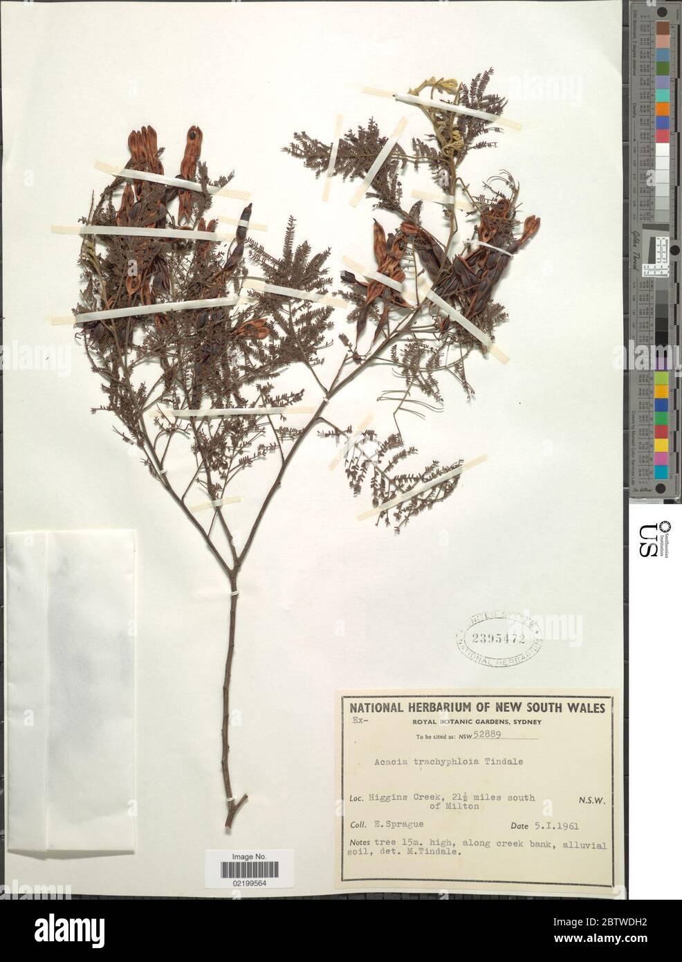 Acacia trachyphloia Tindale. Stock Photo