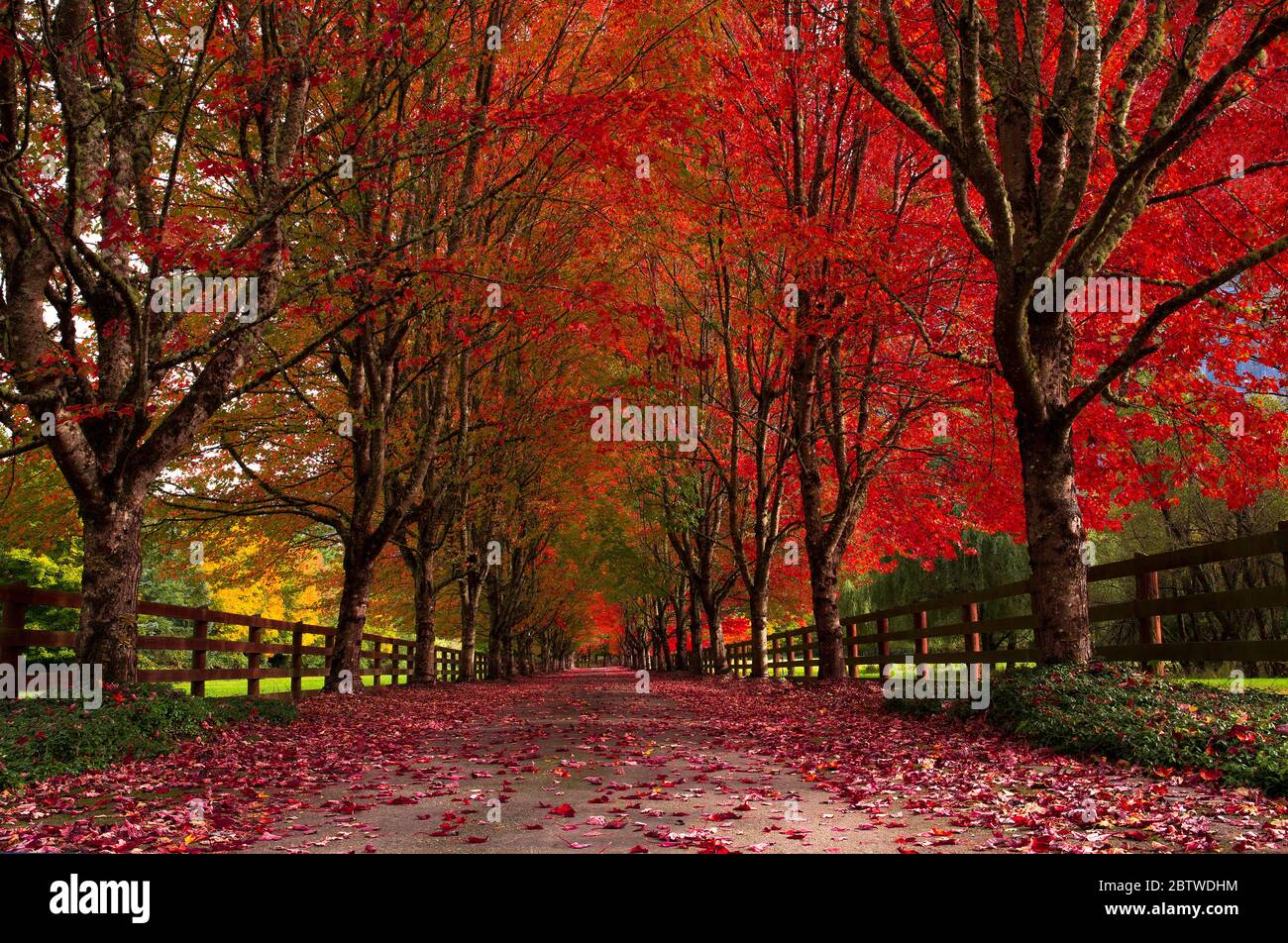Beautiful, autumn colors on a country road in Snoqualmie, WA Stock Photo