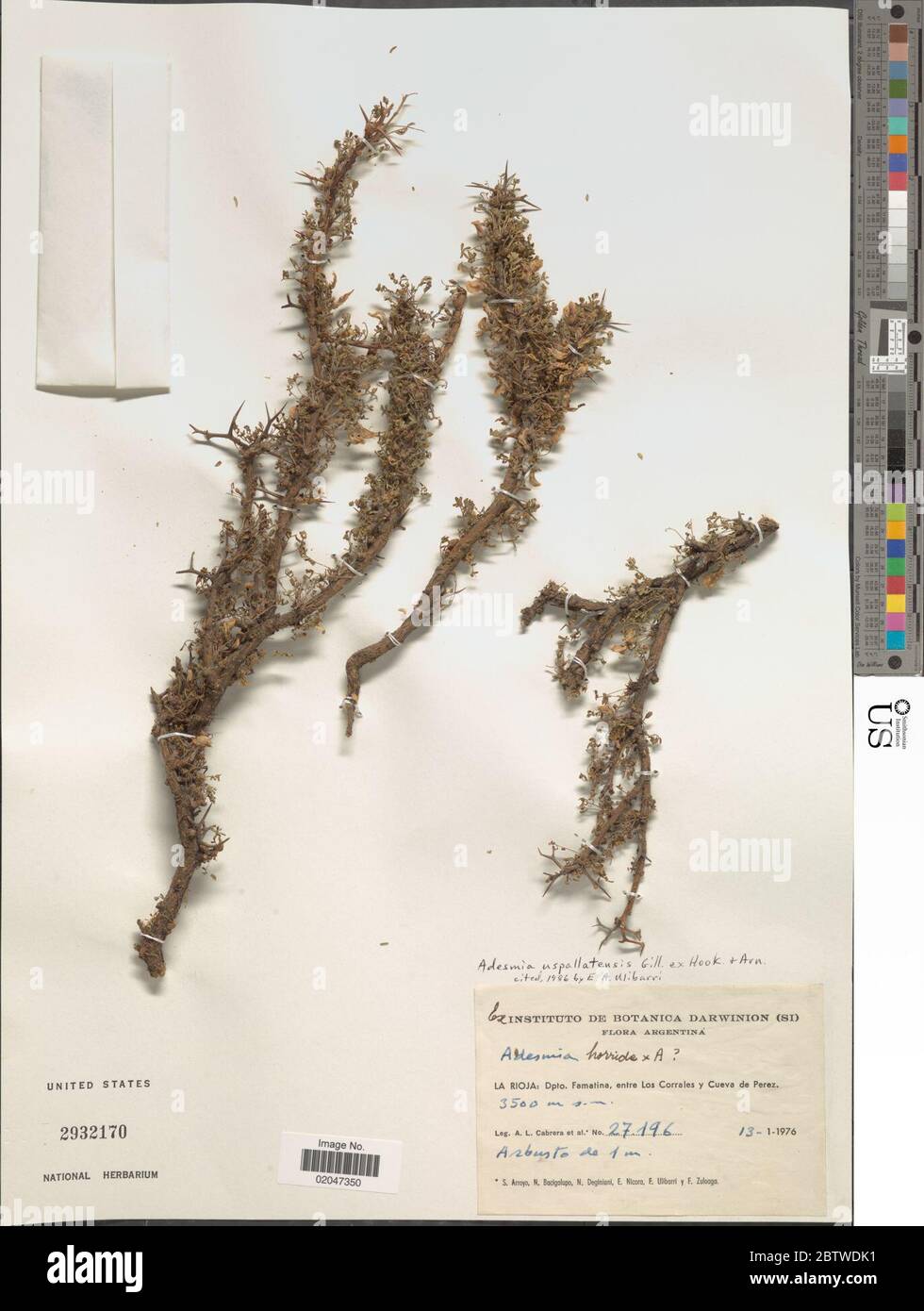 Adesmia uspallatensis Gillies ex Hook Arn. Stock Photo