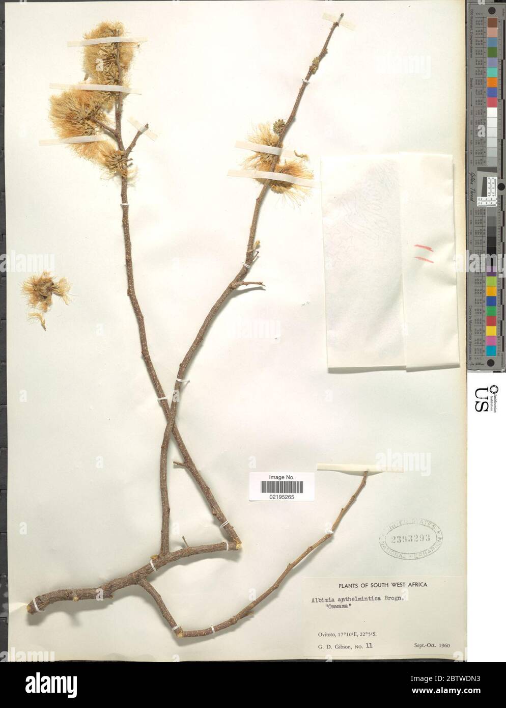 Albizia anthelmintica Brongn. Stock Photo