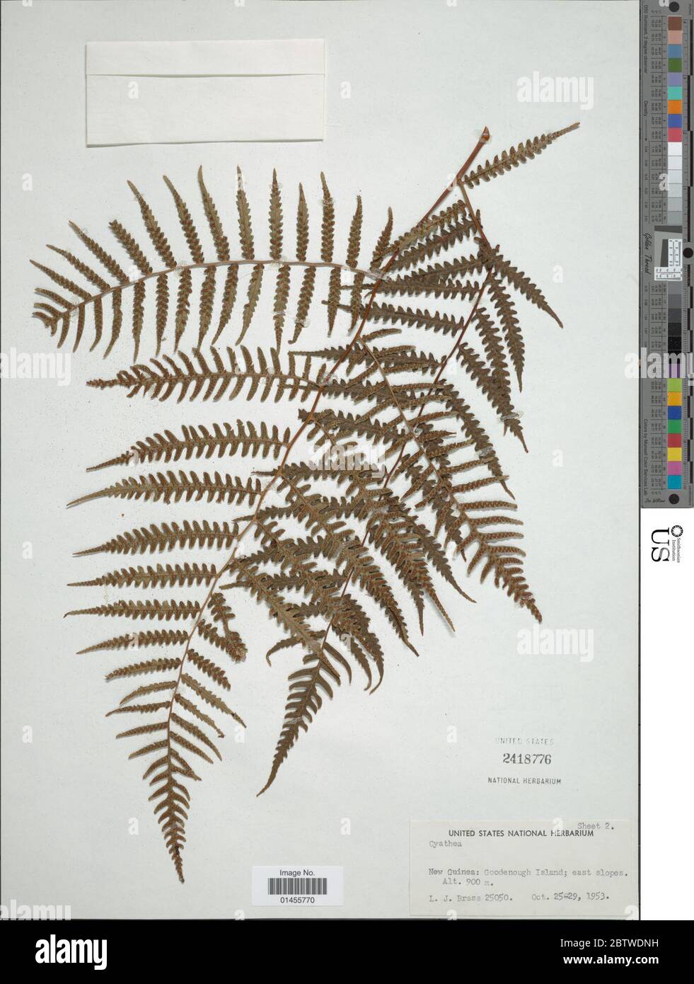 Alsophila sp hires stock photography and images Alamy