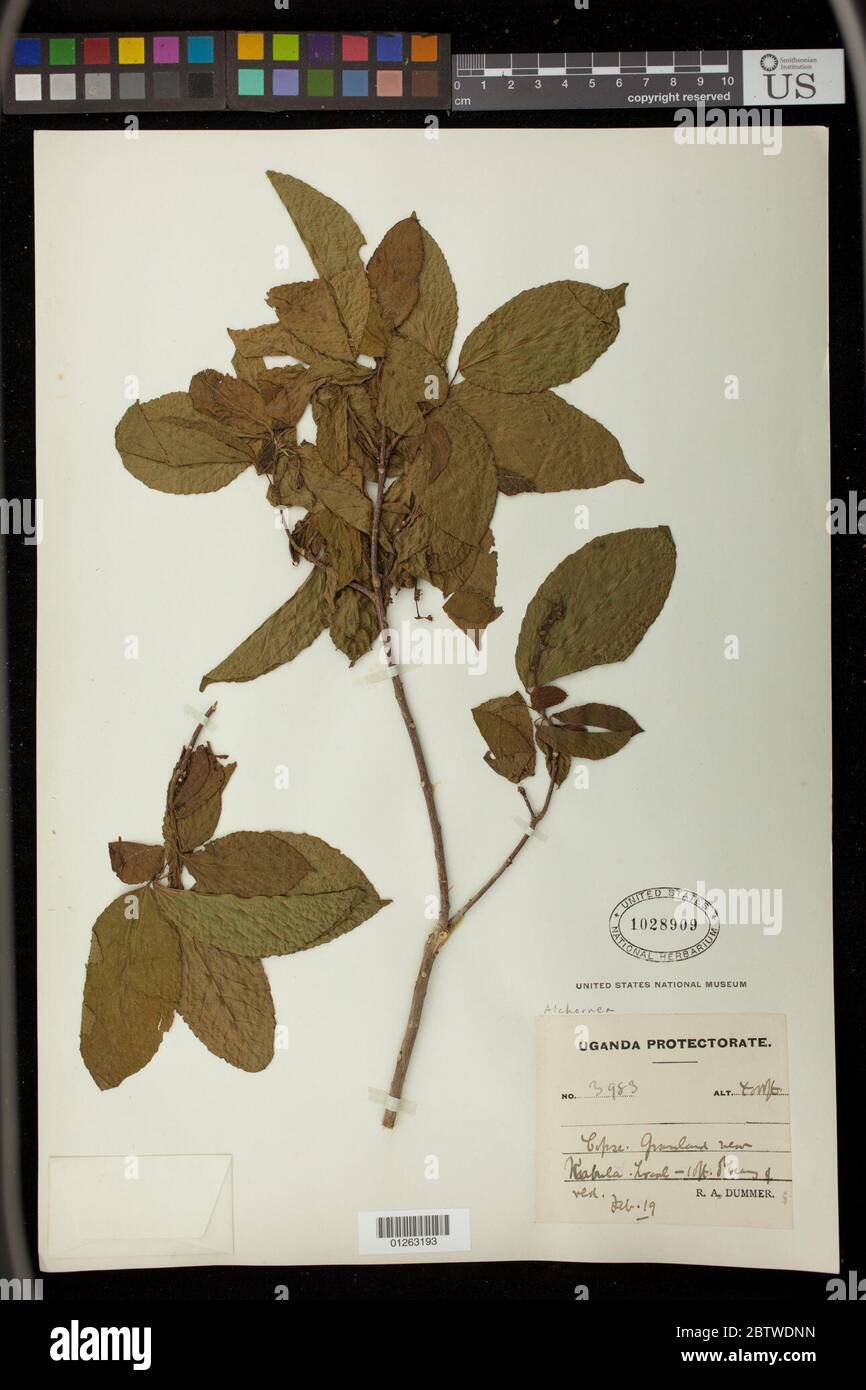 Alchornea trewioides Benth Mll Arg. Stock Photo