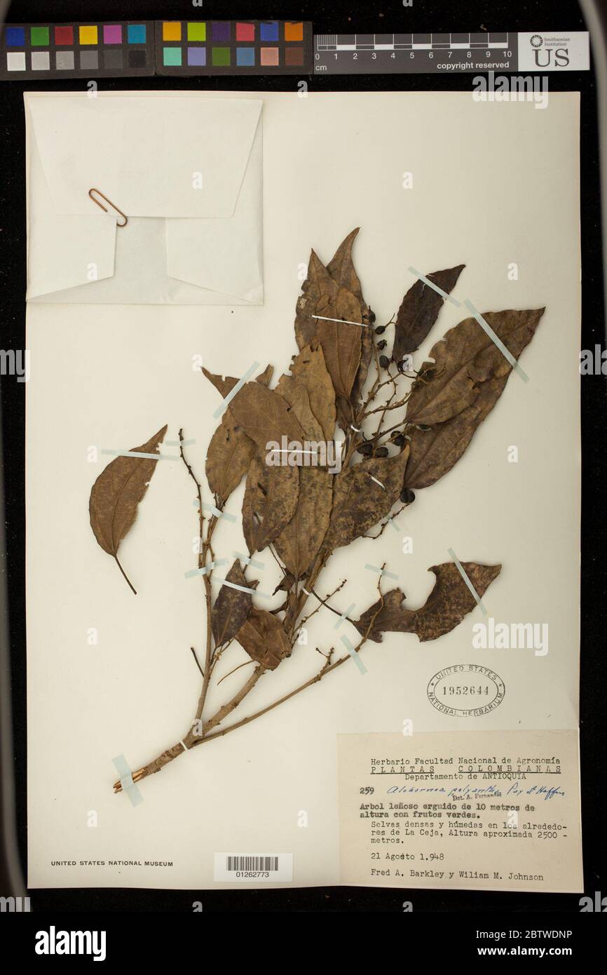 Alchornea latifolia Sw. Stock Photo