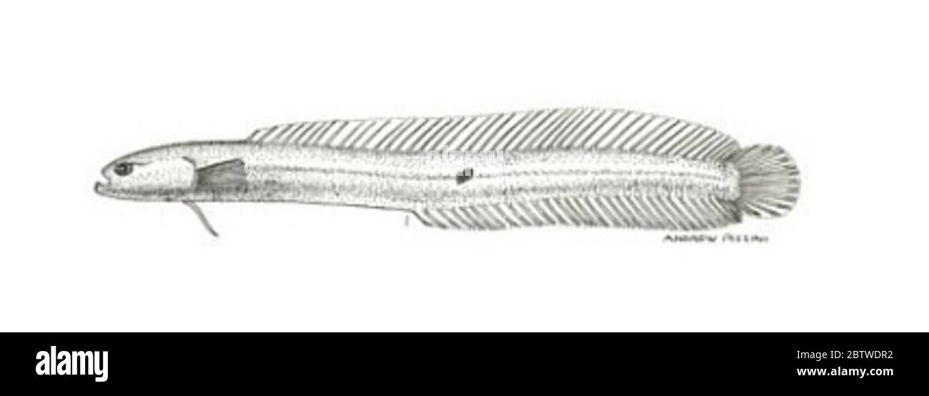 Cerdale floridana Longley. Type, 66 mm tl; assumed to be holotype because of stated length, but longley did not specify whether he meant sl or tl (see usnm 116991)1 Feb 20161 Stock Photo