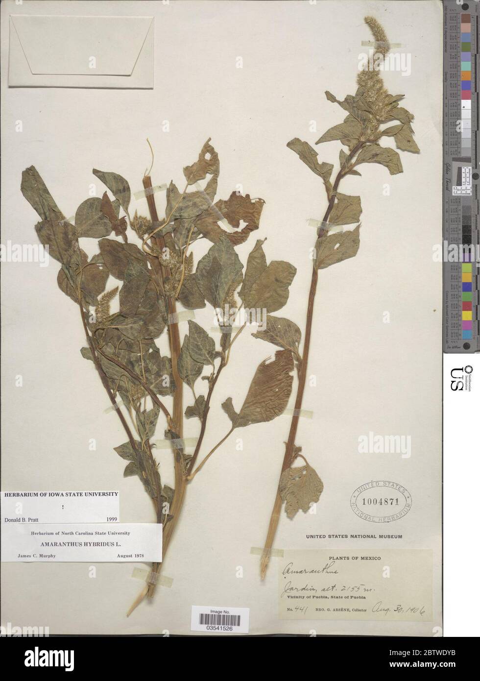 Amaranthus hybridus L. Stock Photo