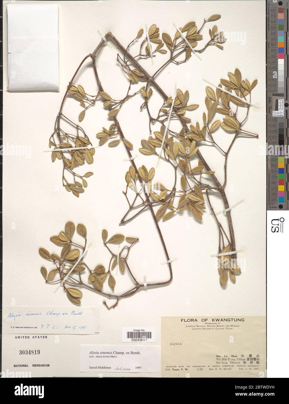 Alyxia sinensis Champ ex Benth. Stock Photo