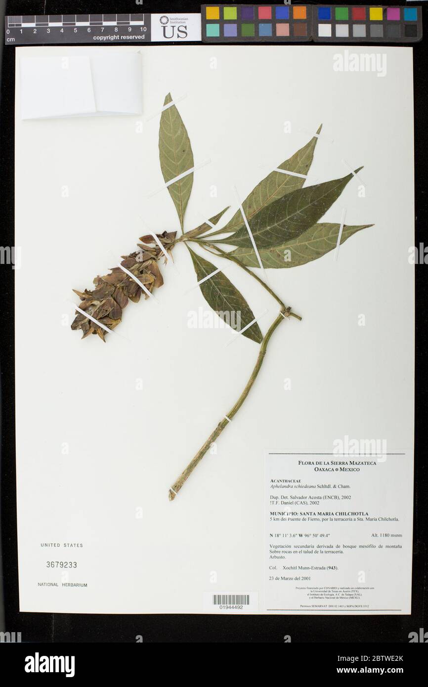 Aphelandra schiedeana Schltdl Cham. Stock Photo