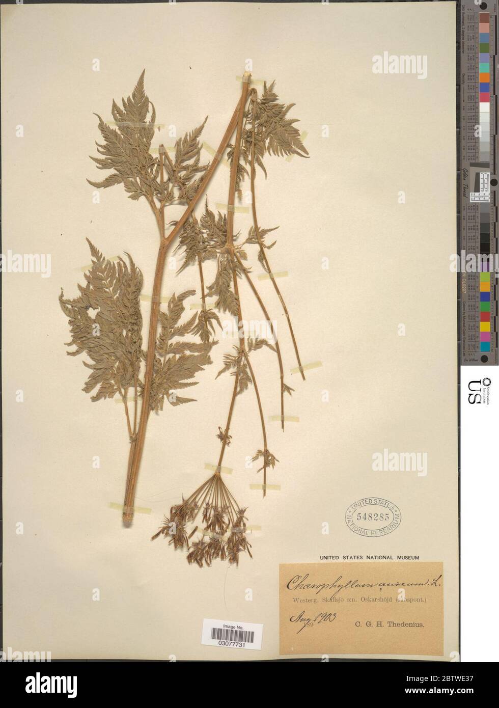 Chaerophyllum aureum L. 10 Jan 20191 Stock Photo