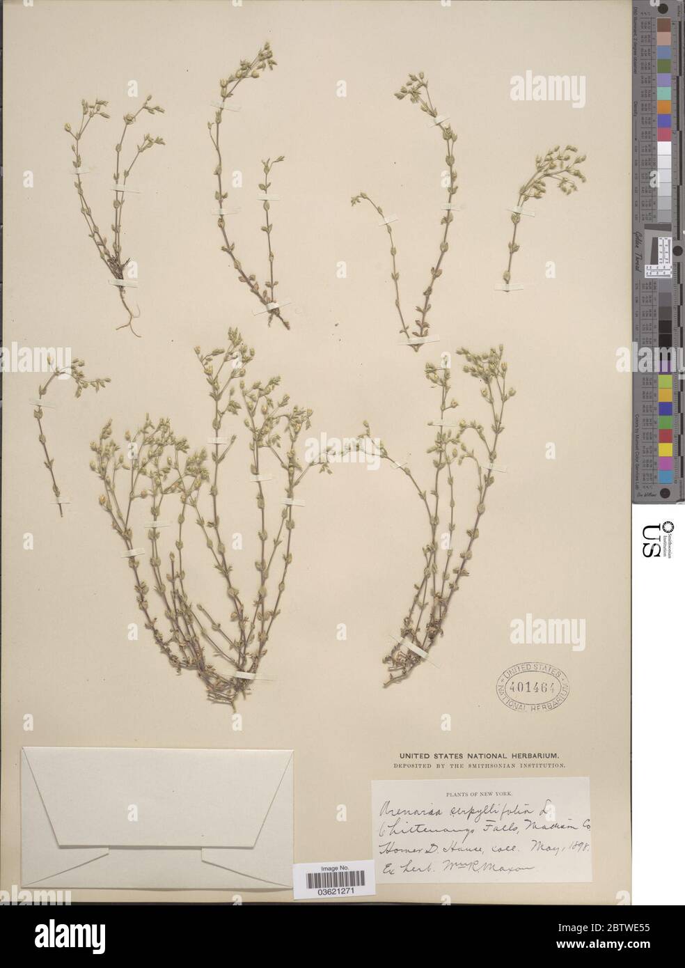 Arenaria serpyllifolia L. Stock Photo