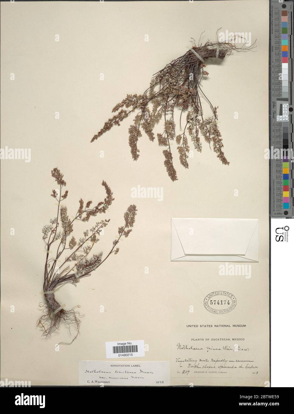 Argyrochosma limitanea subsp mexicana Maxon Windham. Stock Photo
