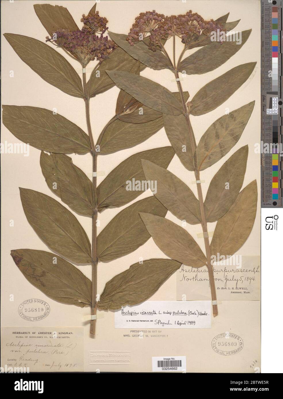 Asclepias incarnata subsp pulchra Ehrh ex Willd Woodson. Stock Photo