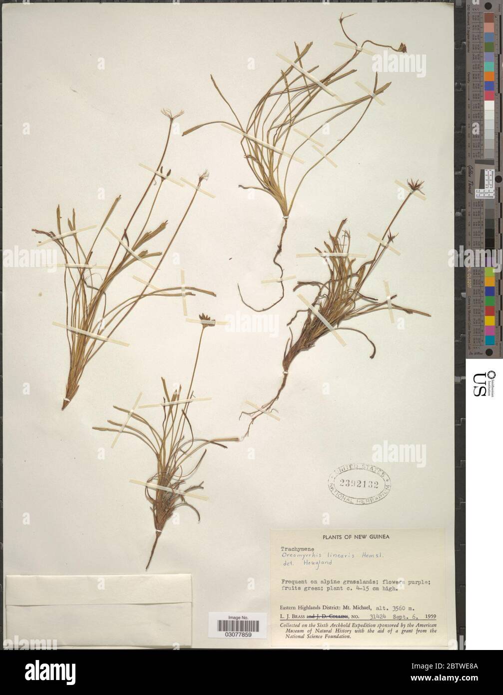 Chaerophyllum lineare Hemsl KF Chung. Stock Photo
