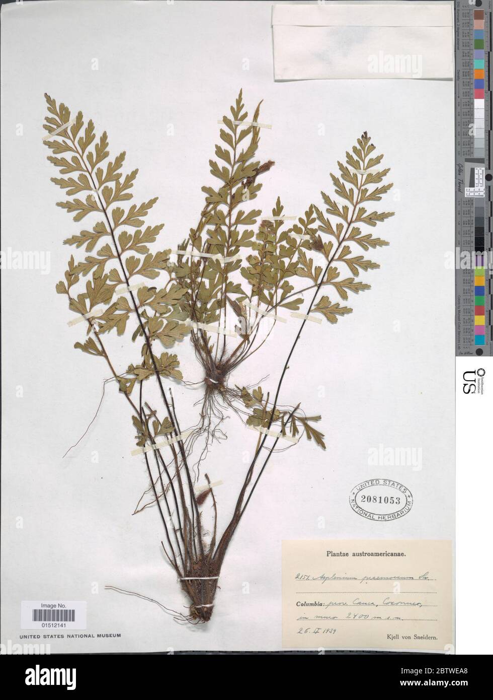 Asplenium praemorsum Sw Stock Photo Alamy