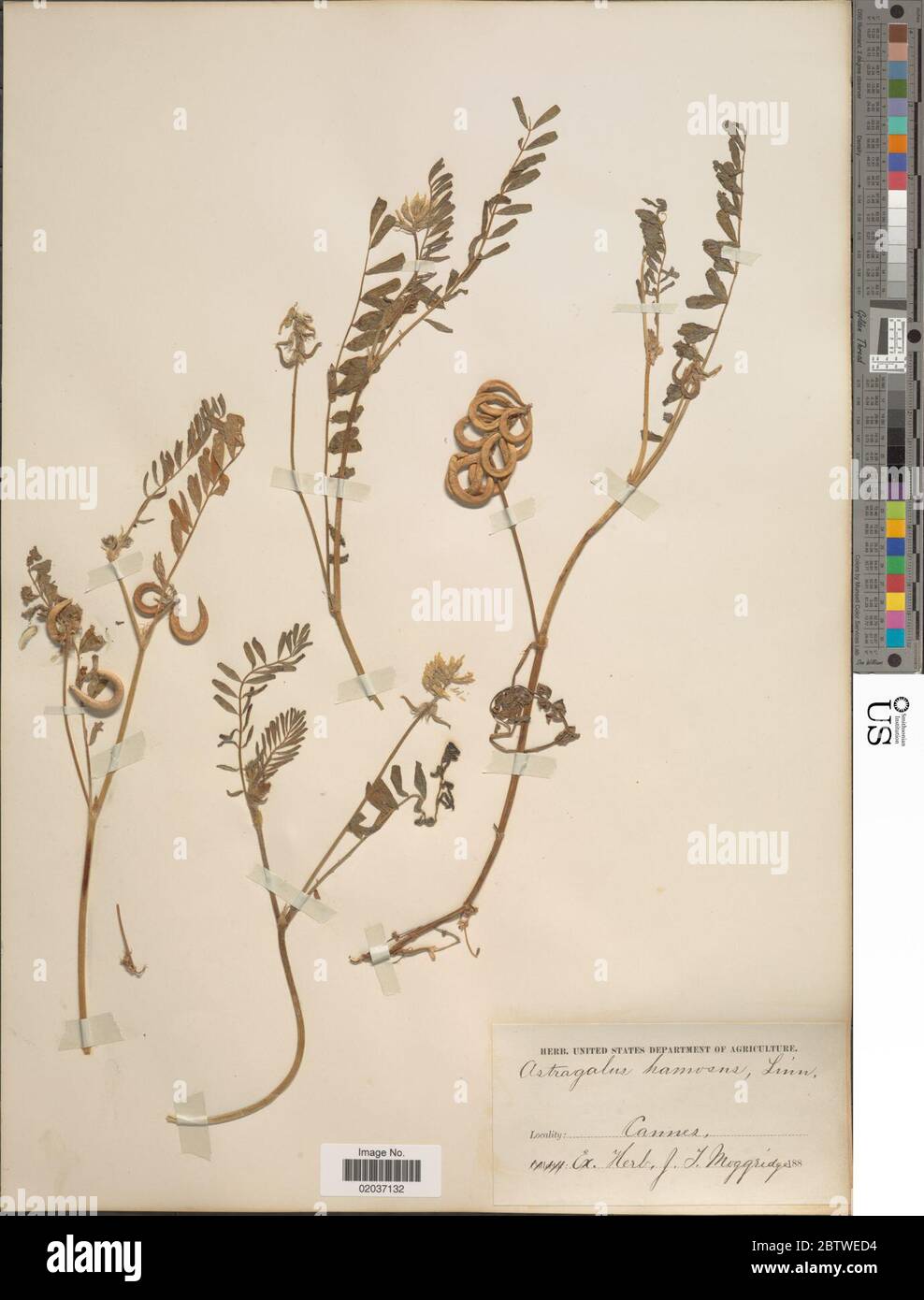 Astragalus hamosus L. Stock Photo