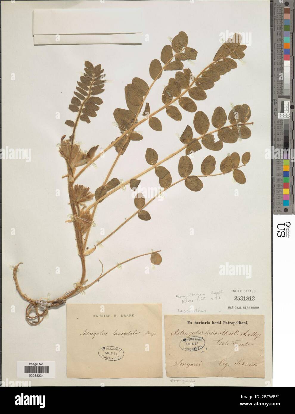 Astragalus lasianthus CA Mey. Stock Photo