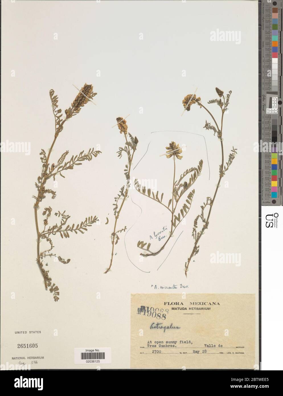 Astragalus lyonnetii Barneby. Stock Photo