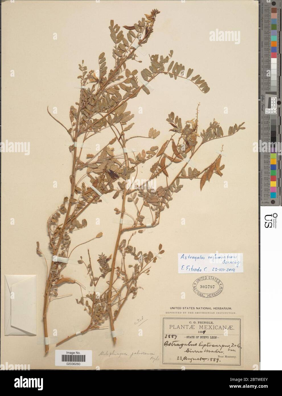 Astragalus regiomontanus Barneby. Stock Photo