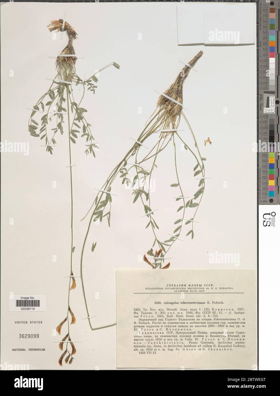 Astragalus scheremetevianus O Fedtsch. Stock Photo