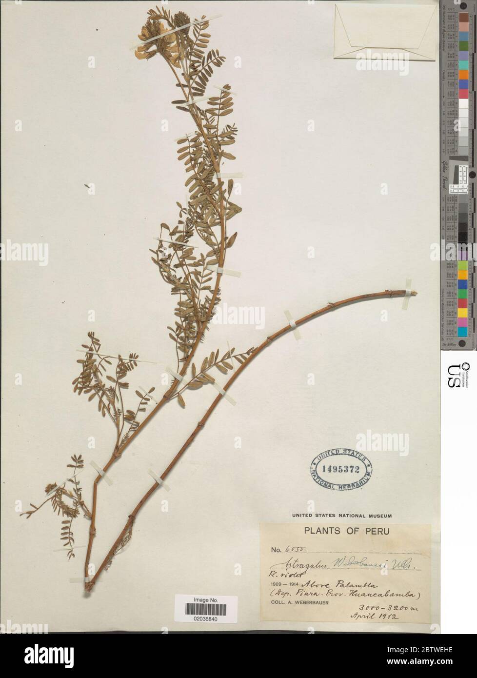 Astragalus weberbaueri Ulbr. Stock Photo